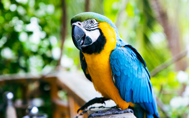 beautiful Blue-and-Yellow Macaw in rainforest