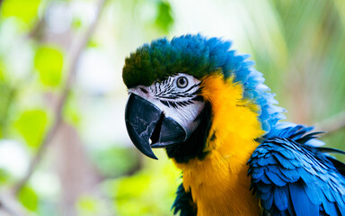 beautiful Blue-and-Yellow Macaw in rainforest