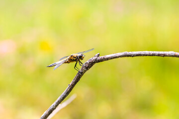 Dragonfly - Odonata with outstretched wings on a blade of grass. In the background is a beautiful bokeh created by an  lens