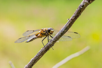 Dragonfly - Odonata with outstretched wings on a blade of grass. In the background is a beautiful bokeh created by an  lens