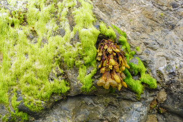 Deep green plants and algae attached to a rock on the beach