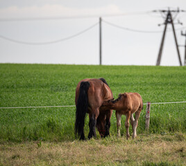 A foal in a pasture with fresh green grass. Mare with foal in the meadow. Horse breeding.