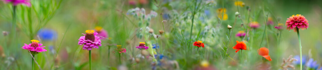 beautiful meadow flowers with nice bokeh - soft focus art floral background
