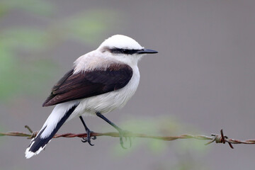 Masked Water-Tyrant (Fluvicola nengeta) perched on a strand of barbed wire