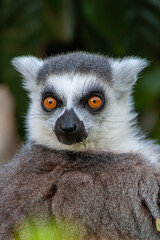 Lemur Eyes