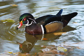 Wood Duck
