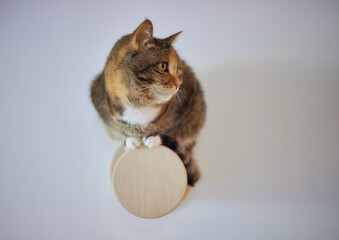 Cat scratching post wall mounted in modern room for pet on white wall, stylish decoration for cat...