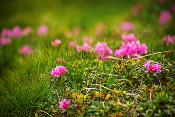 Obraz premium Rhododendron flowers in nature
