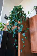 Heartleaf philodendron vining down a kitchen cabinet © GB