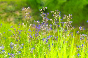 Zelfklevend Fotobehang Close up beautiful Macro shot of field flowers  © blackdiamond67