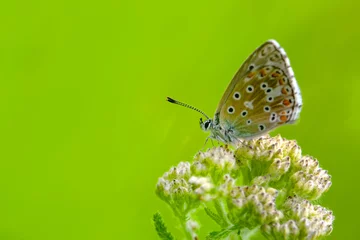Rolgordijnen Macro shots, Beautiful nature scene. Closeup beautiful butterfly sitting on the flower in a summer garden. © blackdiamond67