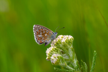 Macro shots, Beautiful nature scene. Closeup beautiful butterfly sitting on the flower in a summer garden.