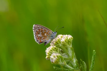 Keuken spatwand met foto Macro shots, Beautiful nature scene. Closeup beautiful butterfly sitting on the flower in a summer garden. © blackdiamond67