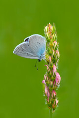 Macro shots, Beautiful nature scene. Closeup beautiful butterfly sitting on the flower in a summer garden.