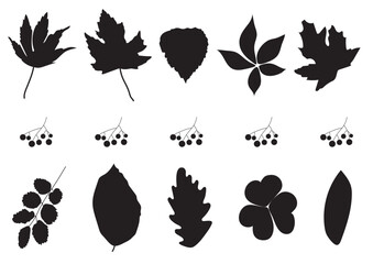 A set of different kinds of leaves and plants black silhouettes for icons, stickers, cards, webs in white background 