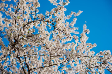 Apricot tree flower