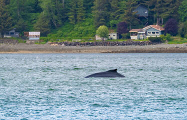 Humpack whale feeding in the rich waters of Auke Bay, Juneau, Southeastern Alaska, USA