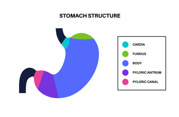Stomach sections diagram