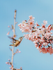 Hummingbird - Beija Flor