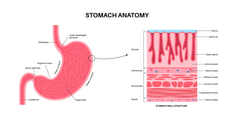 Mucous membrane structure