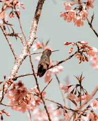 Hummingbird - Beija Flor