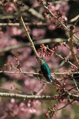 Obraz premium Hummingbird - Beija Flor