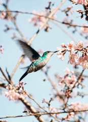 Hummingbird - Beija Flor