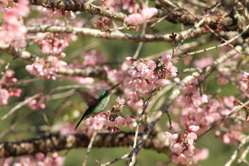 Hummingbird - Beija Flor