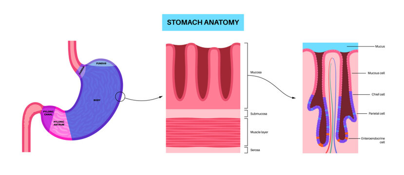 Mucous membrane structure