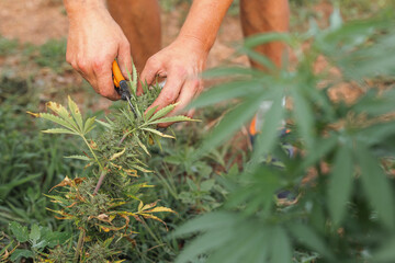 Farmer bare hands collecting yield from mature marijuana plant, cutting flower buds, close up shot. Cannabis harvest concept.