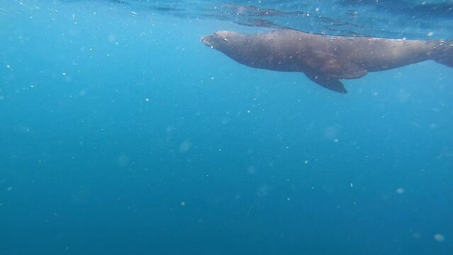 Lobo marino saliendo de lo profundo del mar a respirar en gal&aacute;pagos Zalophus wollebaeki