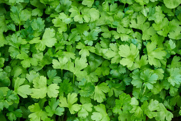 Parsley, or garden parsley (Petroselinum crispum) A species of flowering plant in the family Apiaceae