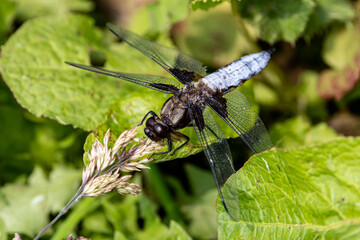 Broad bodied chaser at rest by a Wiltshire dew pond.