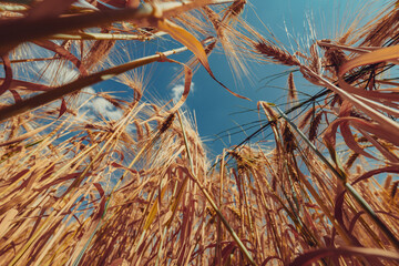 Wheat field, wide angle view from the ground