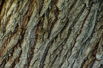 Bark of big old tree close-up