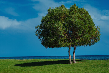 Fototapeta na wymiar Beautiful summer landscape with tree and lake