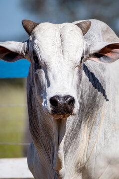 Manejo, gado de corte Nelore, engorda e gen&eacute;tica da agropecu&aacute;ria brasileira / Management, Nelore beef cattle, fattening and genetics of Brazilian livestock