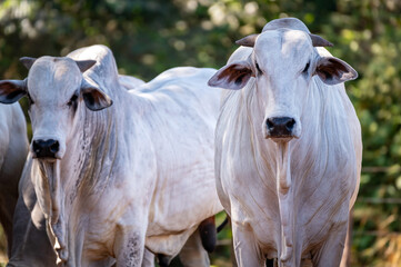 Manejo, gado de corte Nelore, engorda e gen&eacute;tica da agropecu&aacute;ria brasileira / Management, Nelore beef cattle, fattening and genetics of Brazilian livestock