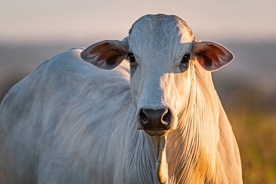 Manejo, gado de corte Nelore, engorda e gen&eacute;tica da agropecu&aacute;ria brasileira / Management, Nelore beef cattle, fattening and genetics of Brazilian livestock