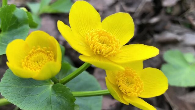 large yellow caltha flowers, petals and stamens, spring primroses