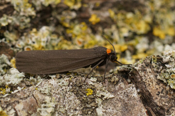 Closeup on the black colored red-necked footman,Atolmis rubricollis sitting on wood