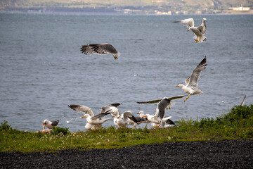 seagull on the sea