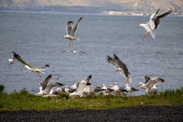 seagull on the sea