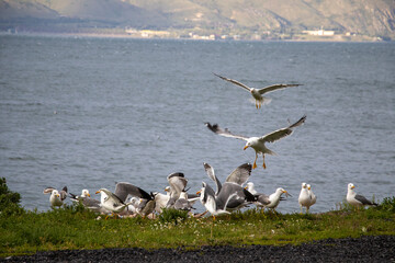 seagull on the sea