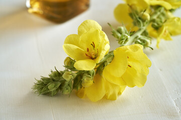 Blooming mullein or Verbascum plant on a table