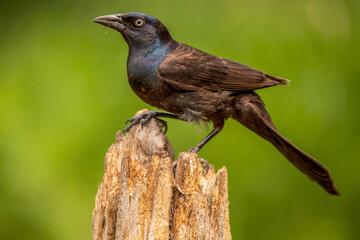 Common Grackle posing in Summer
