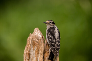 Woodpecker perched in Summer light