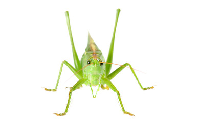 Orthoptera-Tettigoniidae, bush cricket, 
