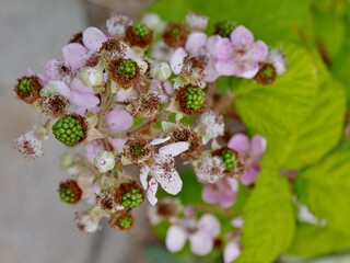 Biene best&auml;ubt Brombeerbl&uuml;te