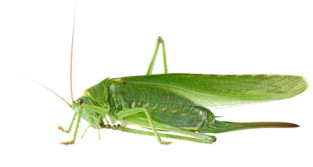 Orthoptera-Tettigoniidae, bush cricket, "long-horned grasshoppers" isolated on white, side view